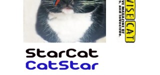 ISSUE 33: CATSTAR/STARCAT